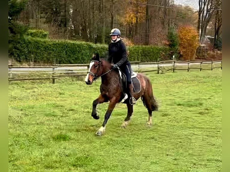 Meer ponys/kleine paarden Merrie 4 Jaar in Neustadt (Wied)