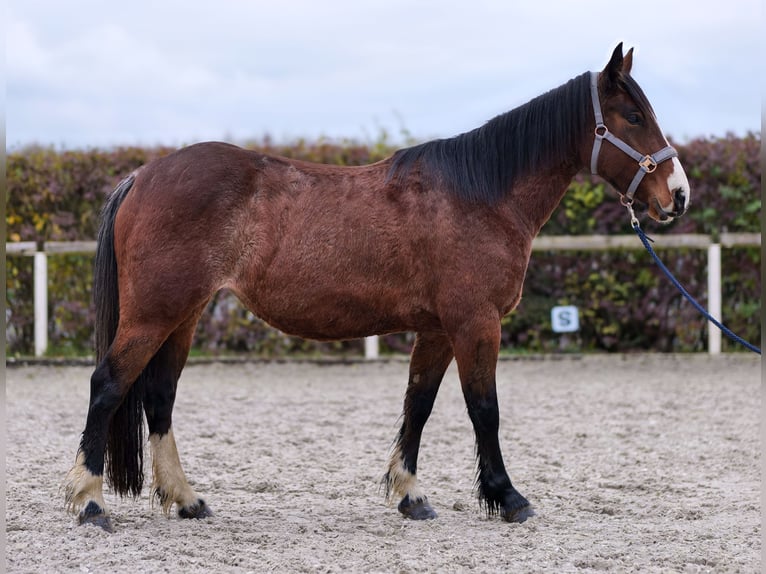 Meer ponys/kleine paarden Merrie 4 Jaar in Neustadt (Wied)