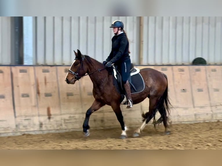 Meer ponys/kleine paarden Merrie 4 Jaar in Neustadt (Wied)