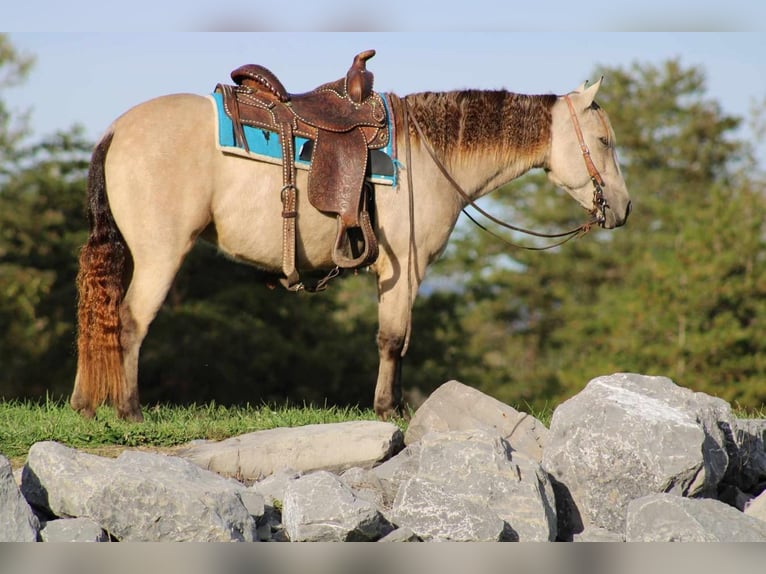 Meer ponys/kleine paarden Merrie 5 Jaar 127 cm Buckskin in Allenwood