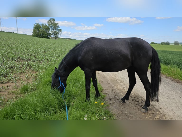 Meer ponys/kleine paarden Mix Merrie 5 Jaar 128 cm Zwart in Bad Camberg