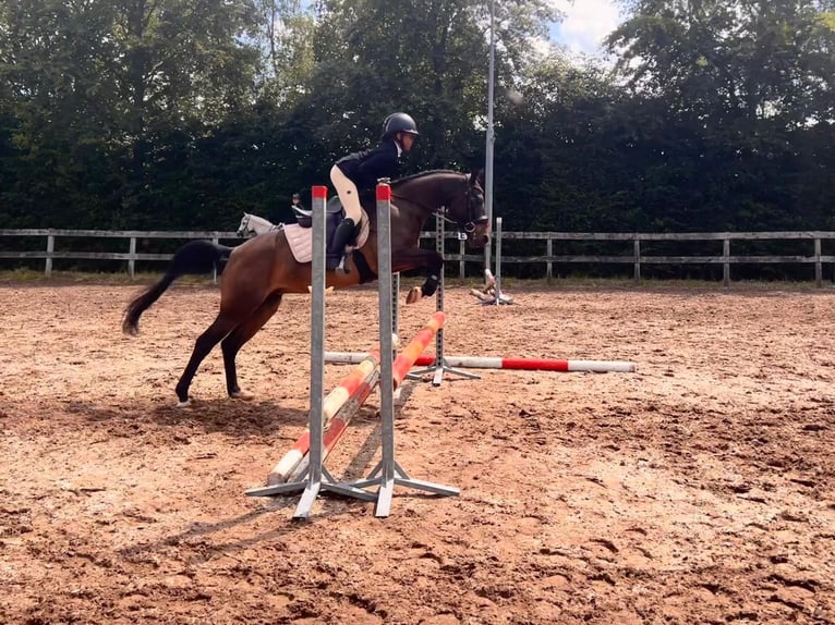 Meer ponys/kleine paarden Merrie 5 Jaar 136 cm Donkerbruin in Dalen