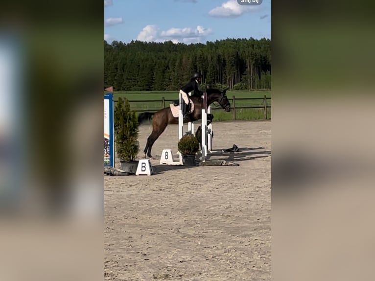 Meer ponys/kleine paarden Merrie 5 Jaar 136 cm Donkerbruin in Dalen