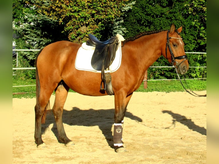 Meer ponys/kleine paarden Merrie 5 Jaar 145 cm Bruin in Velpke