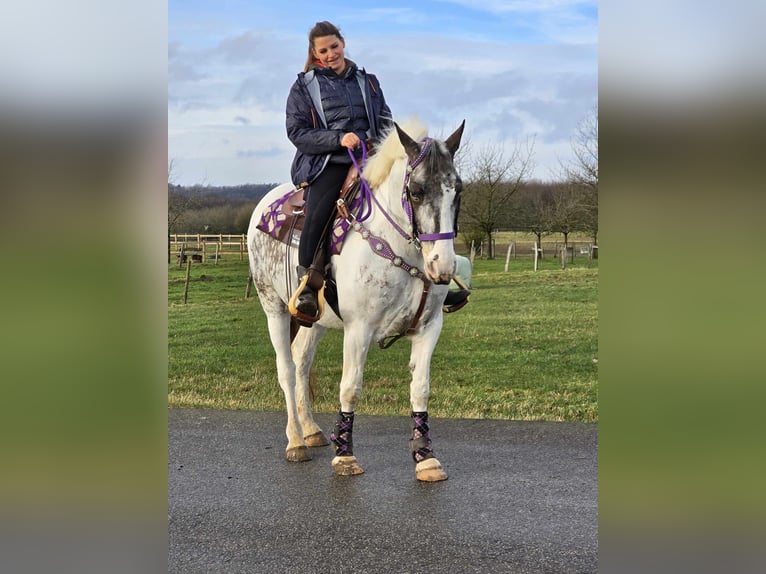 Meer ponys/kleine paarden Merrie 5 Jaar 146 cm Gevlekt-paard in Linkenbach