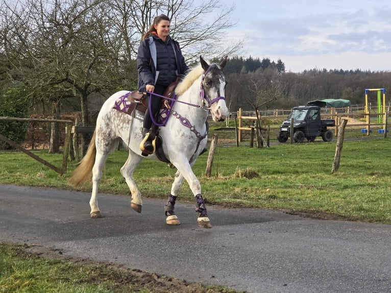 Meer ponys/kleine paarden Merrie 5 Jaar 146 cm Gevlekt-paard in Linkenbach