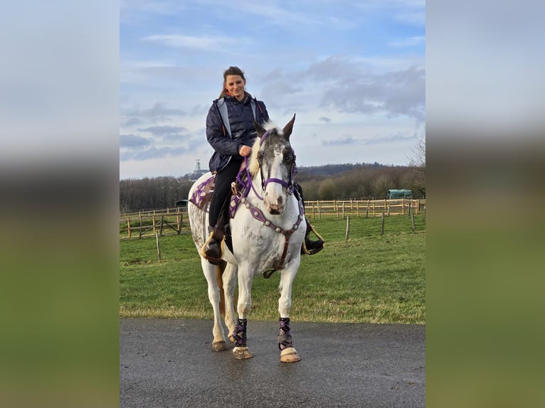 Meer ponys/kleine paarden Merrie 5 Jaar 146 cm Gevlekt-paard in Linkenbach