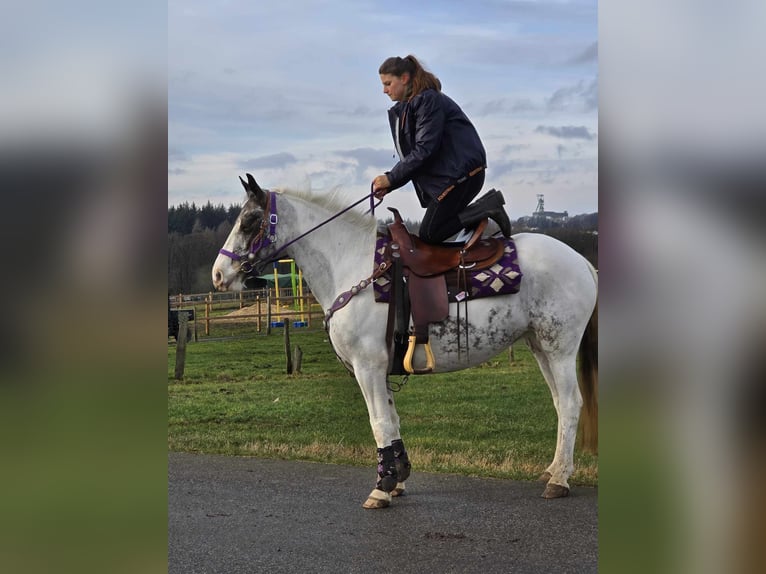 Meer ponys/kleine paarden Merrie 5 Jaar 146 cm Gevlekt-paard in Linkenbach