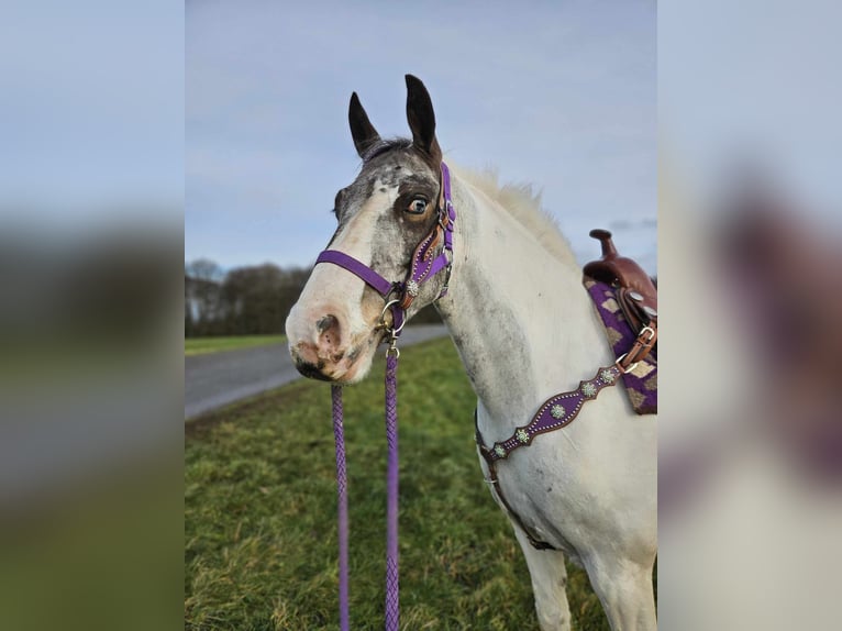 Meer ponys/kleine paarden Merrie 5 Jaar 146 cm Gevlekt-paard in Linkenbach