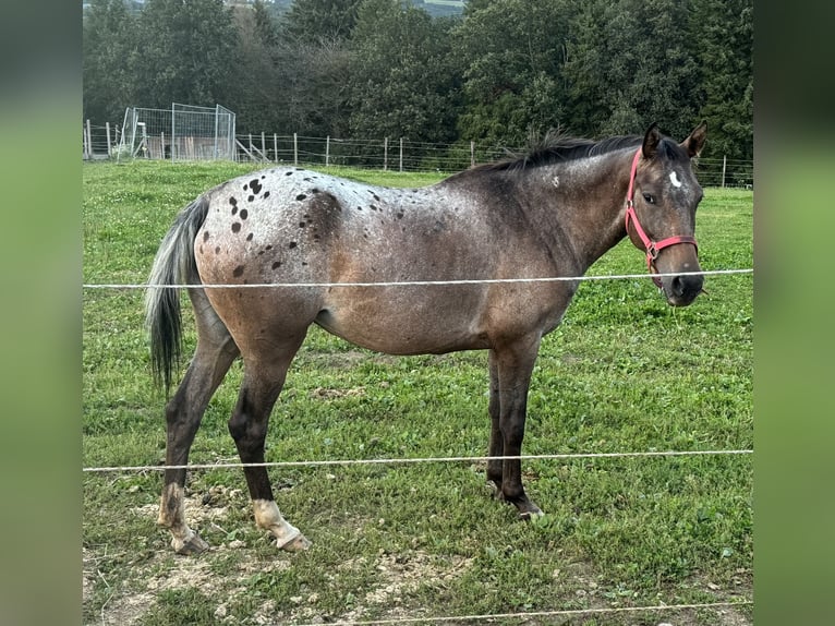 Meer ponys/kleine paarden Merrie 5 Jaar 148 cm Appaloosa in Daleiden