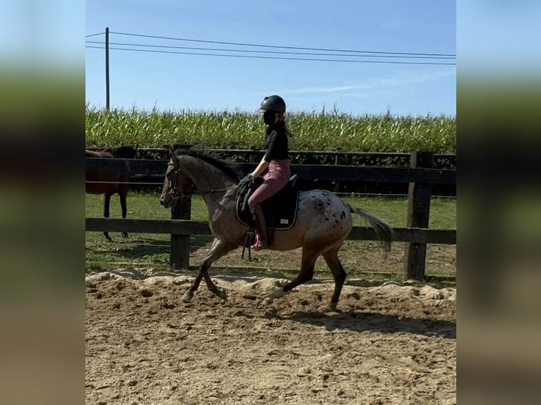 Meer ponys/kleine paarden Merrie 5 Jaar 148 cm Appaloosa in Daleiden