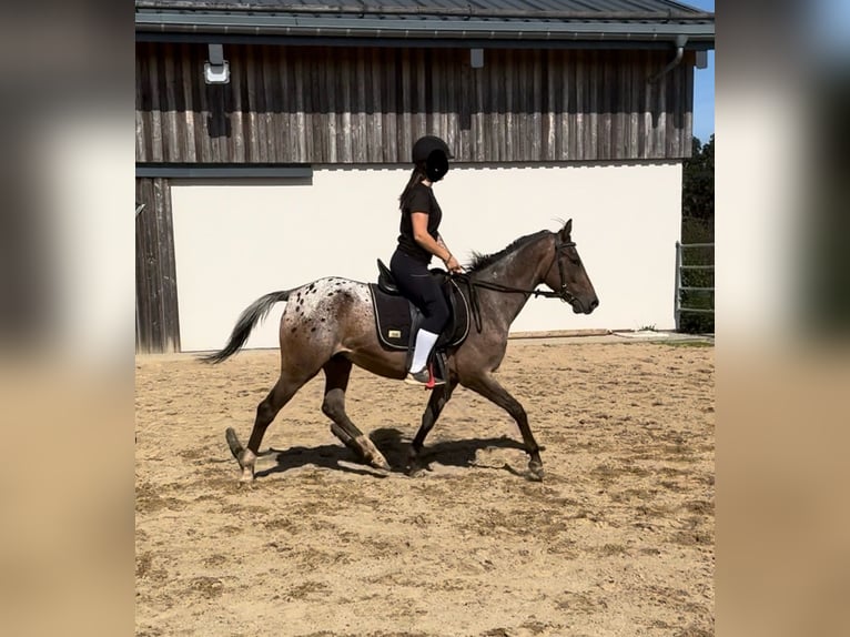 Meer ponys/kleine paarden Merrie 5 Jaar 148 cm Appaloosa in Daleiden