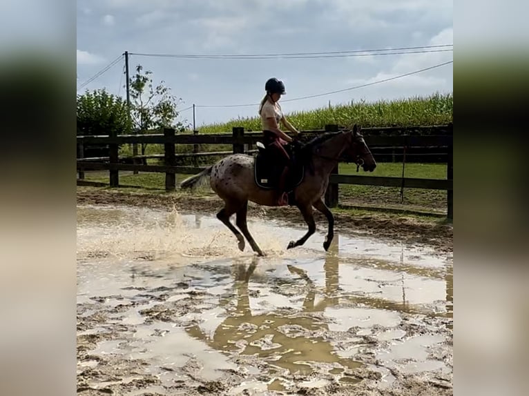 Meer ponys/kleine paarden Merrie 5 Jaar 148 cm Appaloosa in Daleiden