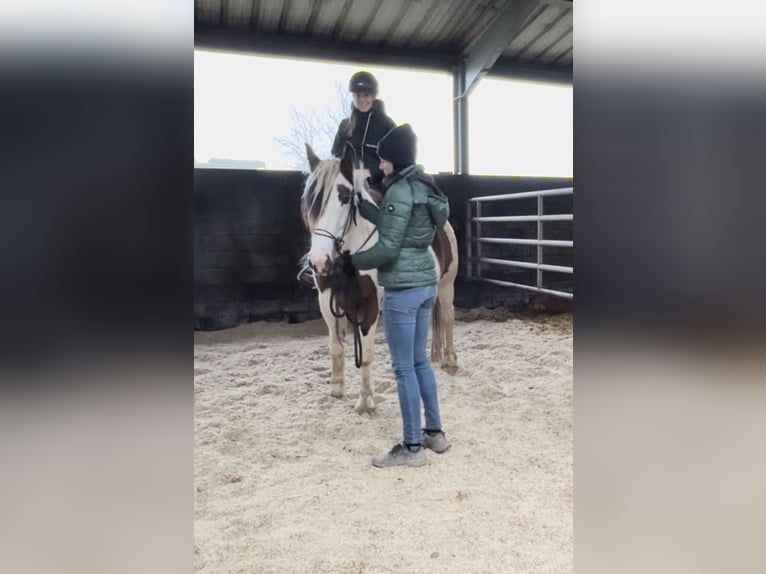 Meer ponys/kleine paarden Mix Merrie 5 Jaar 150 cm Gevlekt-paard in Daleiden