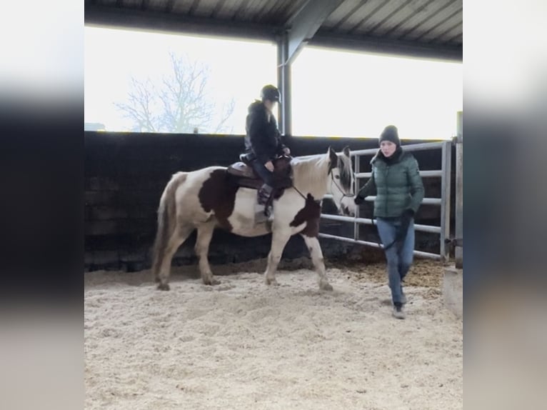 Meer ponys/kleine paarden Mix Merrie 5 Jaar 150 cm Gevlekt-paard in Daleiden