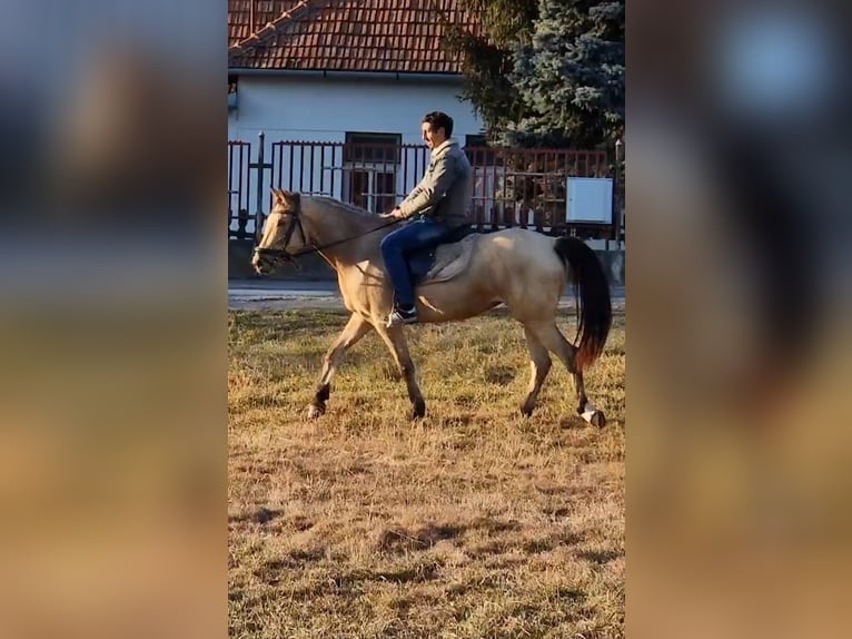 Meer ponys/kleine paarden Merrie 5 Jaar 150 cm in Deggendorf