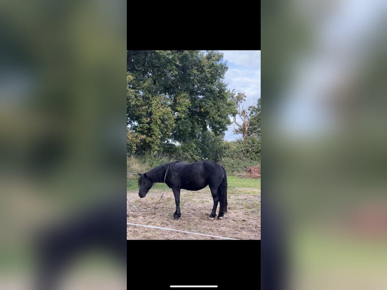 Meer ponys/kleine paarden Mix Merrie 5 Jaar 150 cm Zwart in Schiffdorf