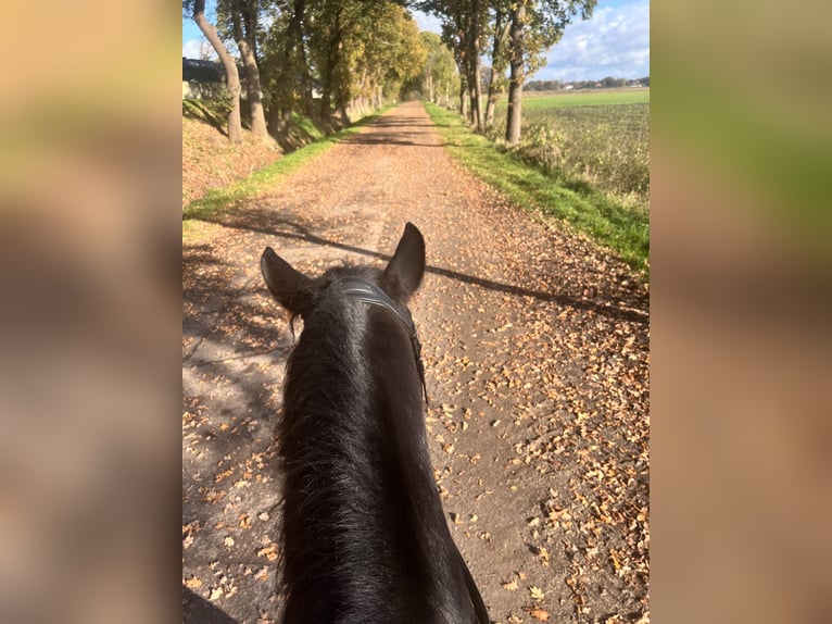 Meer ponys/kleine paarden Mix Merrie 5 Jaar 150 cm Zwart in Schiffdorf