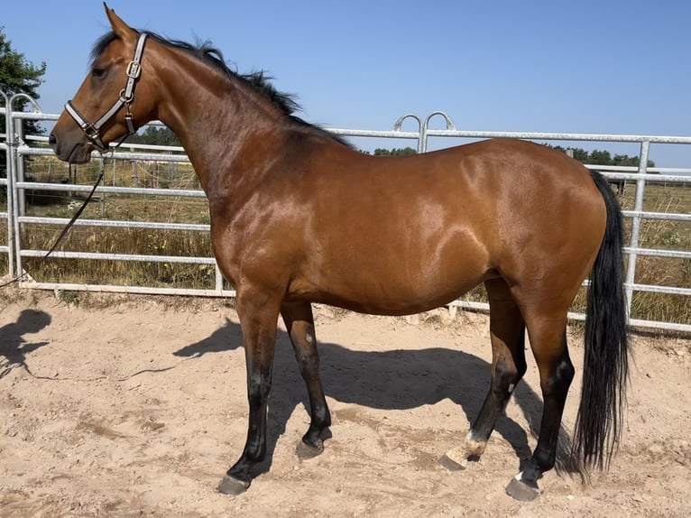 Meer ponys/kleine paarden Merrie 5 Jaar 152 cm Bruin in Schopfloch