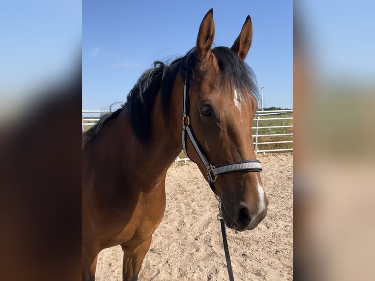 Meer ponys/kleine paarden Merrie 5 Jaar 152 cm Bruin in Schopfloch