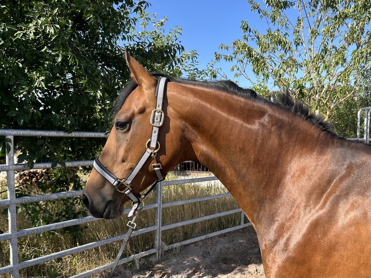 Meer ponys/kleine paarden Merrie 5 Jaar 152 cm Bruin in Schopfloch