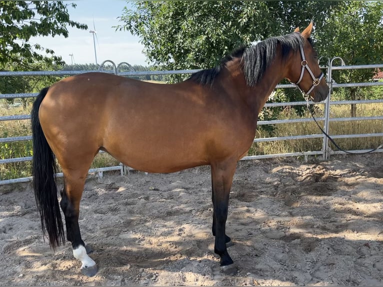 Meer ponys/kleine paarden Merrie 5 Jaar 152 cm Bruin in Schopfloch