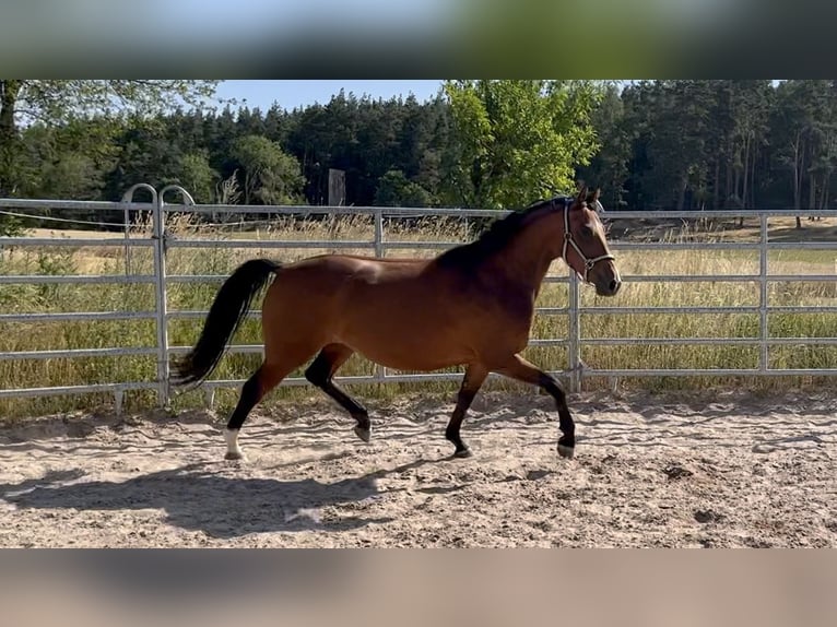 Meer ponys/kleine paarden Merrie 5 Jaar 152 cm Bruin in Schopfloch