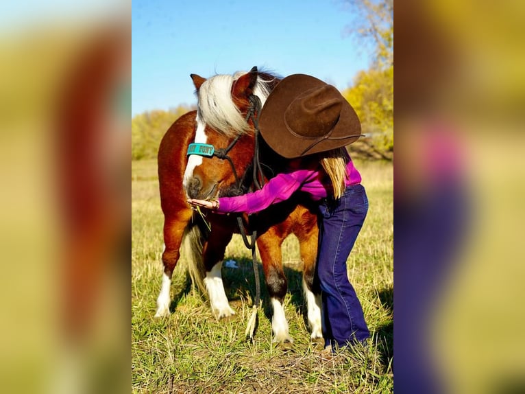 Meer ponys/kleine paarden Merrie 5 Jaar 86 cm Roodbruin in Valley Springs