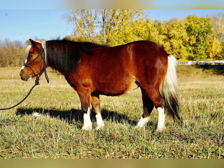 Meer ponys/kleine paarden Merrie 5 Jaar 86 cm Roodbruin in Valley Springs
