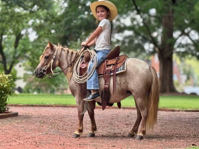 Meer ponys/kleine paarden Merrie 5 Jaar 94 cm Roan-Red in Brierfield