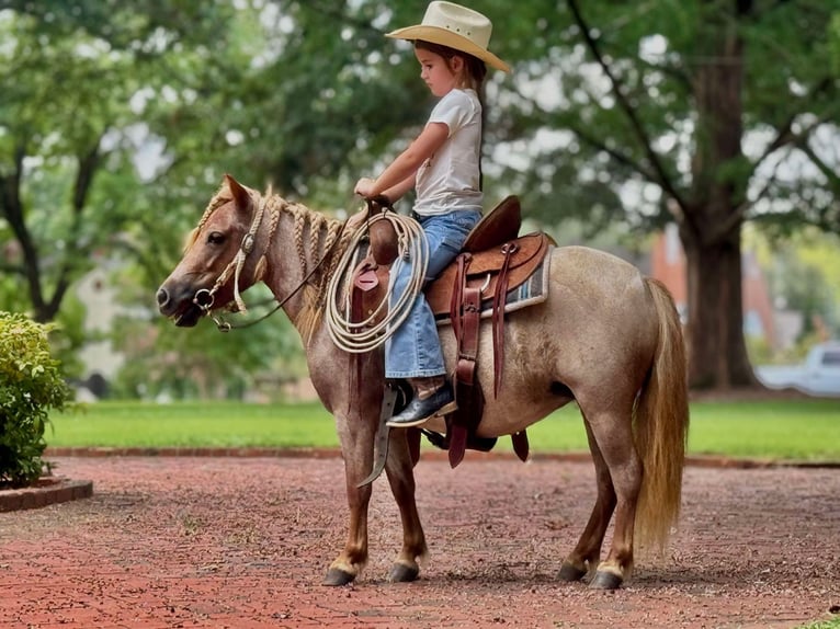 Meer ponys/kleine paarden Merrie 5 Jaar 94 cm Roan-Red in Brierfield