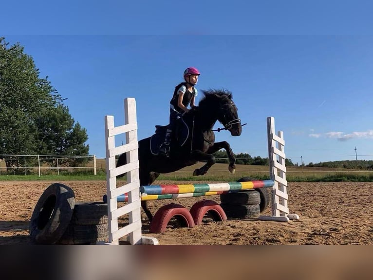 Meer ponys/kleine paarden Merrie 5 Jaar Roan-Blue in Przetoczyno