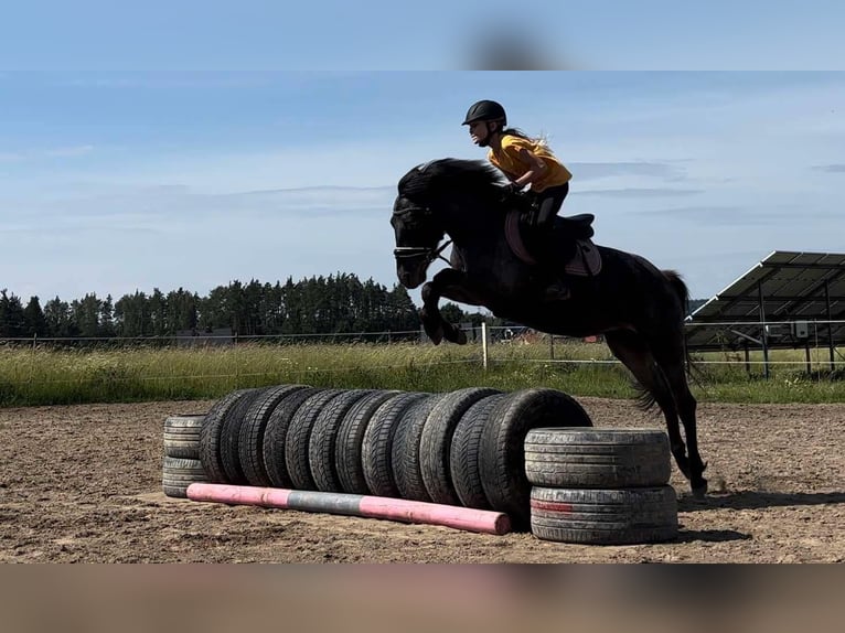 Meer ponys/kleine paarden Merrie 5 Jaar Roan-Blue in Przetoczyno