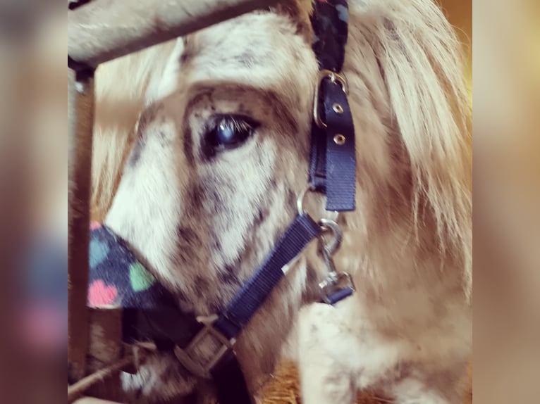 Meer ponys/kleine paarden Merrie 6 Jaar 115 cm Appaloosa in Neunburg vorm Wald