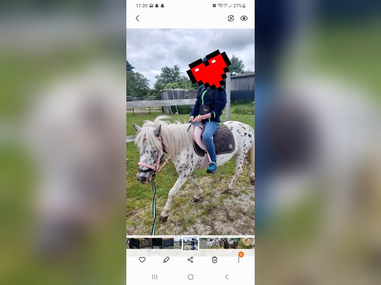 Meer ponys/kleine paarden Merrie 6 Jaar 115 cm Appaloosa in Neunburg vorm Wald