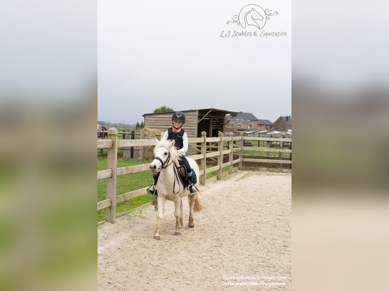 Meer ponys/kleine paarden Mix Merrie 6 Jaar 116 cm Schimmel in Baal