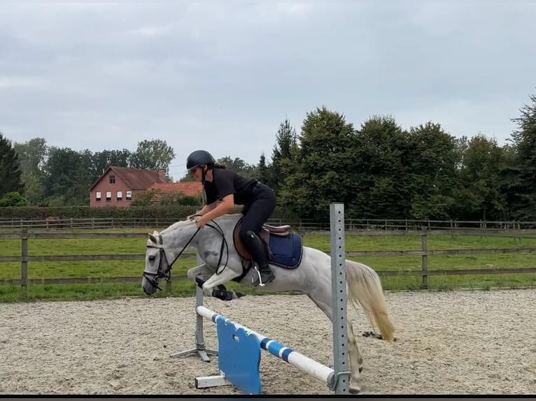 Meer ponys/kleine paarden Mix Merrie 6 Jaar 116 cm Schimmel in Baal