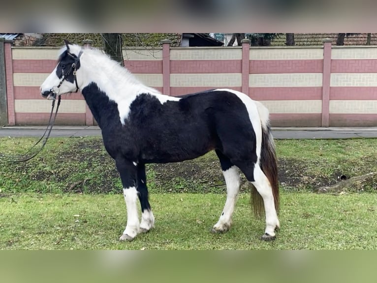 Meer ponys/kleine paarden Merrie 6 Jaar 132 cm Gevlekt-paard in Rechnitz