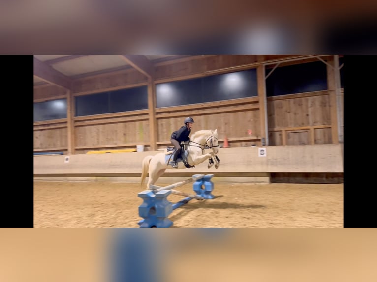 Meer ponys/kleine paarden Merrie 6 Jaar 137 cm Cremello in Schlins