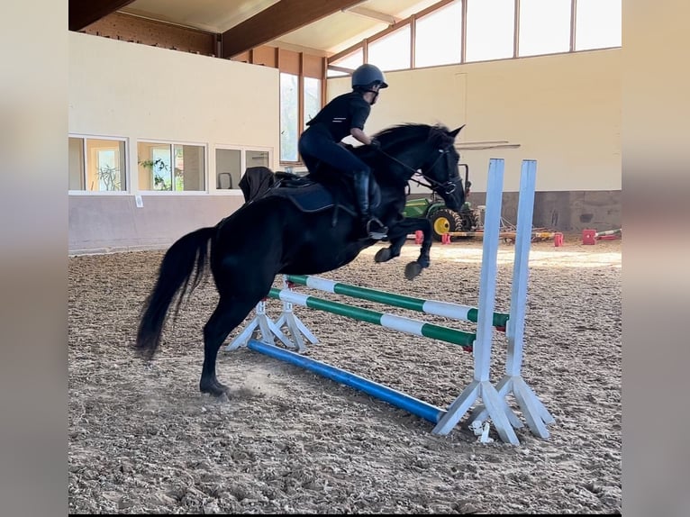 Meer ponys/kleine paarden Mix Merrie 6 Jaar 140 cm Zwart in Rehlingen-Siersburg