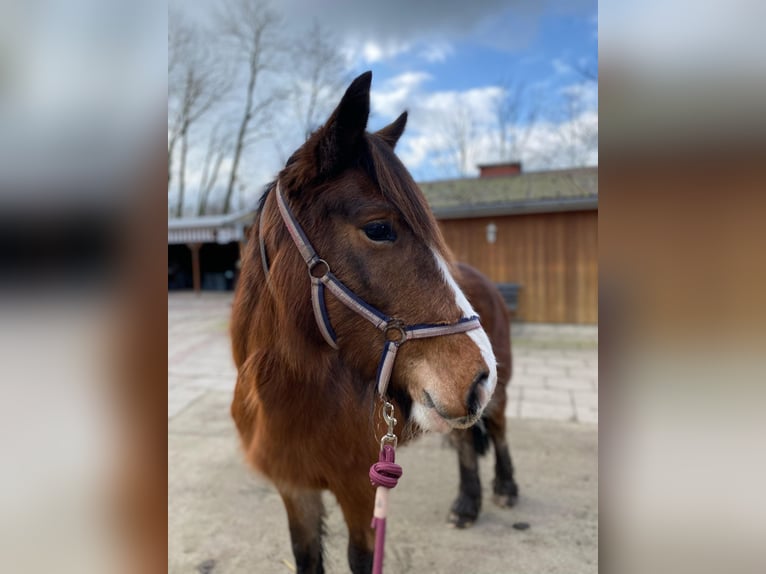 Meer ponys/kleine paarden Merrie 6 Jaar 143 cm Bruin in Eggermühlen OT Bockraden