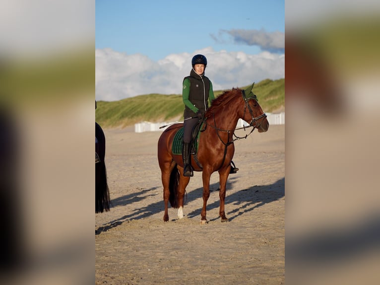 Meer ponys/kleine paarden Mix Merrie 6 Jaar 143 cm Vos in Bornheim