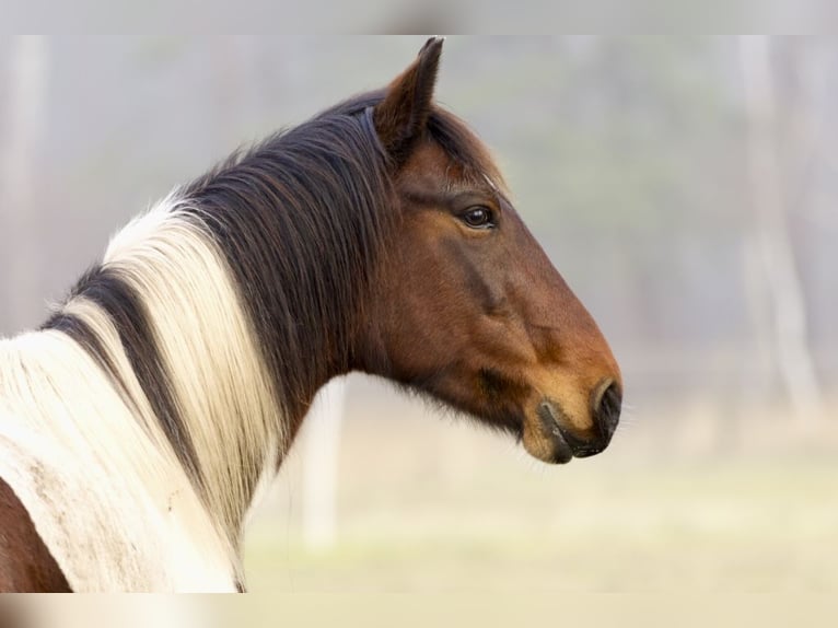 Meer ponys/kleine paarden Merrie 6 Jaar 150 cm Gevlekt-paard in Ribbesbüttel