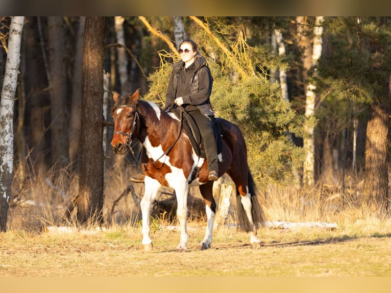 Meer ponys/kleine paarden Merrie 6 Jaar 150 cm Gevlekt-paard in Ribbesbüttel