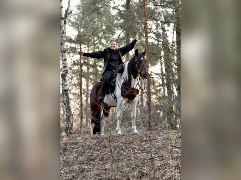 Meer ponys/kleine paarden Merrie 6 Jaar 150 cm Gevlekt-paard in Ribbesbüttel