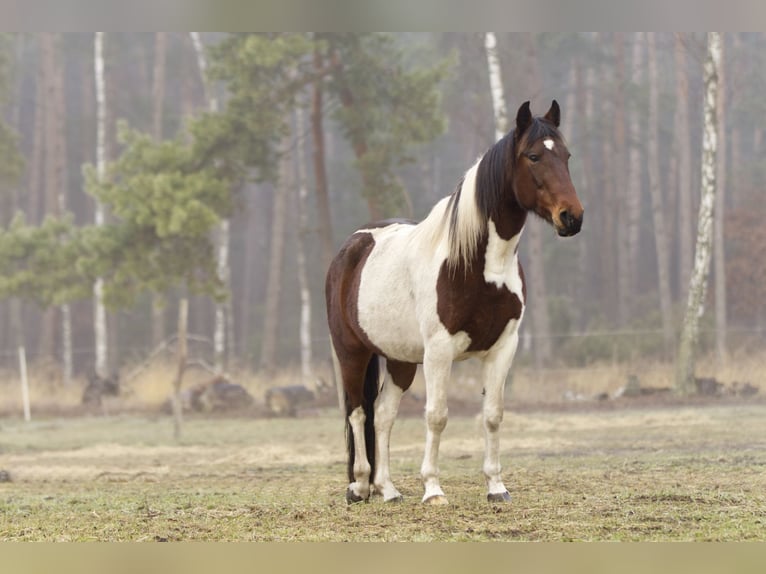 Meer ponys/kleine paarden Merrie 6 Jaar 150 cm Gevlekt-paard in Ribbesbüttel