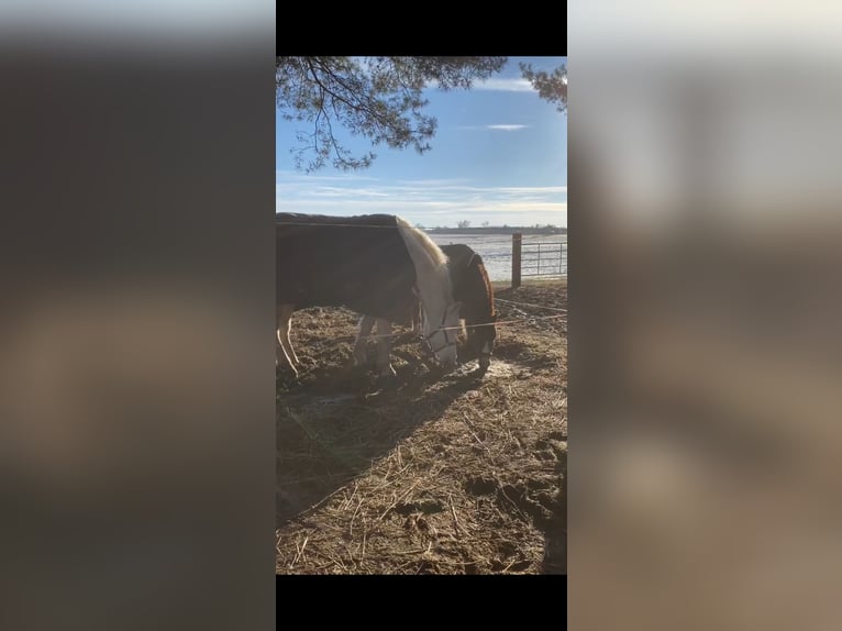 Meer ponys/kleine paarden Merrie 6 Jaar 150 cm Schimmel in Zühlsdorf