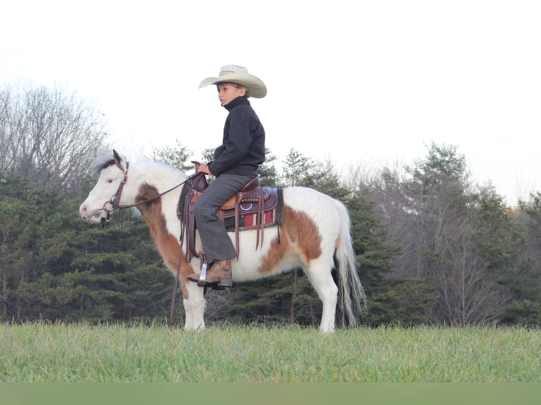 Meer ponys/kleine paarden Merrie 6 Jaar 91 cm Gevlekt-paard in Moshannon