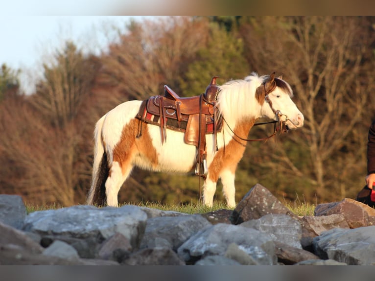 Meer ponys/kleine paarden Merrie 6 Jaar 91 cm Gevlekt-paard in Moshannon