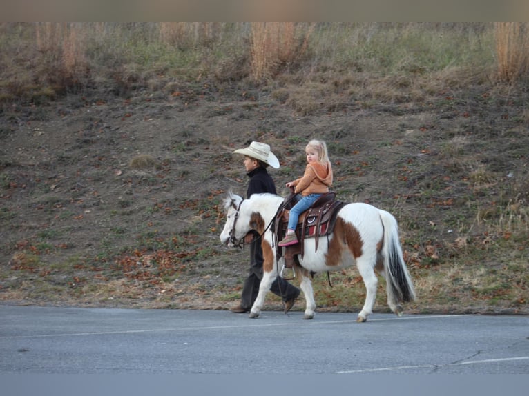 Meer ponys/kleine paarden Merrie 6 Jaar 91 cm Gevlekt-paard in Moshannon